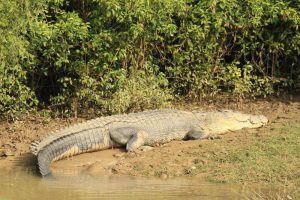 The Best Bhitarkanika Tour Packages 1 Bhitarkanika Tour Packages