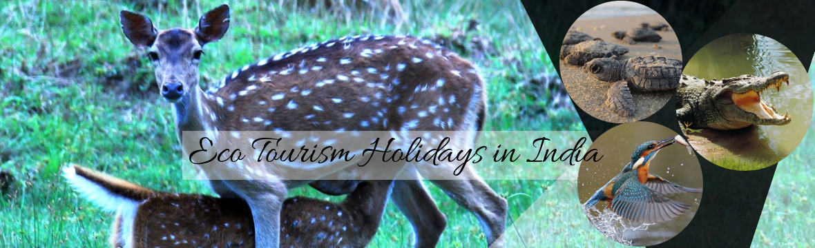 Visiting Bhitarkanika National Park in Odisha? Here's Your Travel Guide - Estuarine Village Resort Visiting Bhitarkanika National Park in Odisha? Here's Your Travel Guide - Estuarine Village Resort