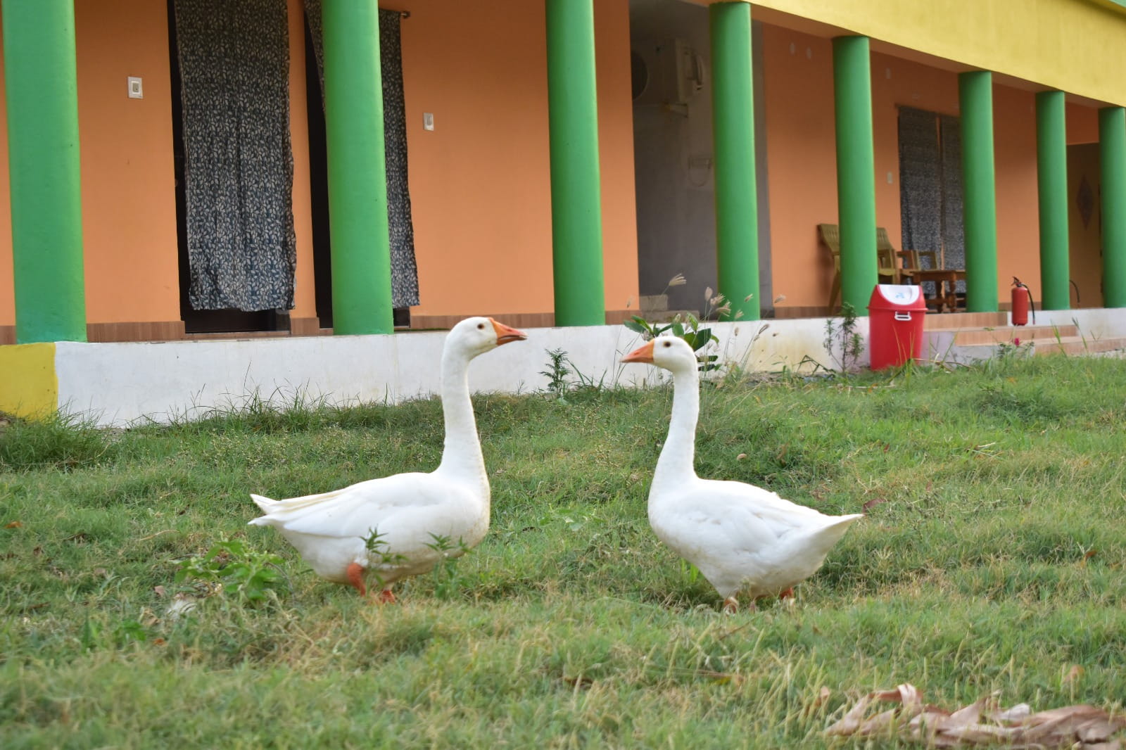 bhitarkanika resort 027