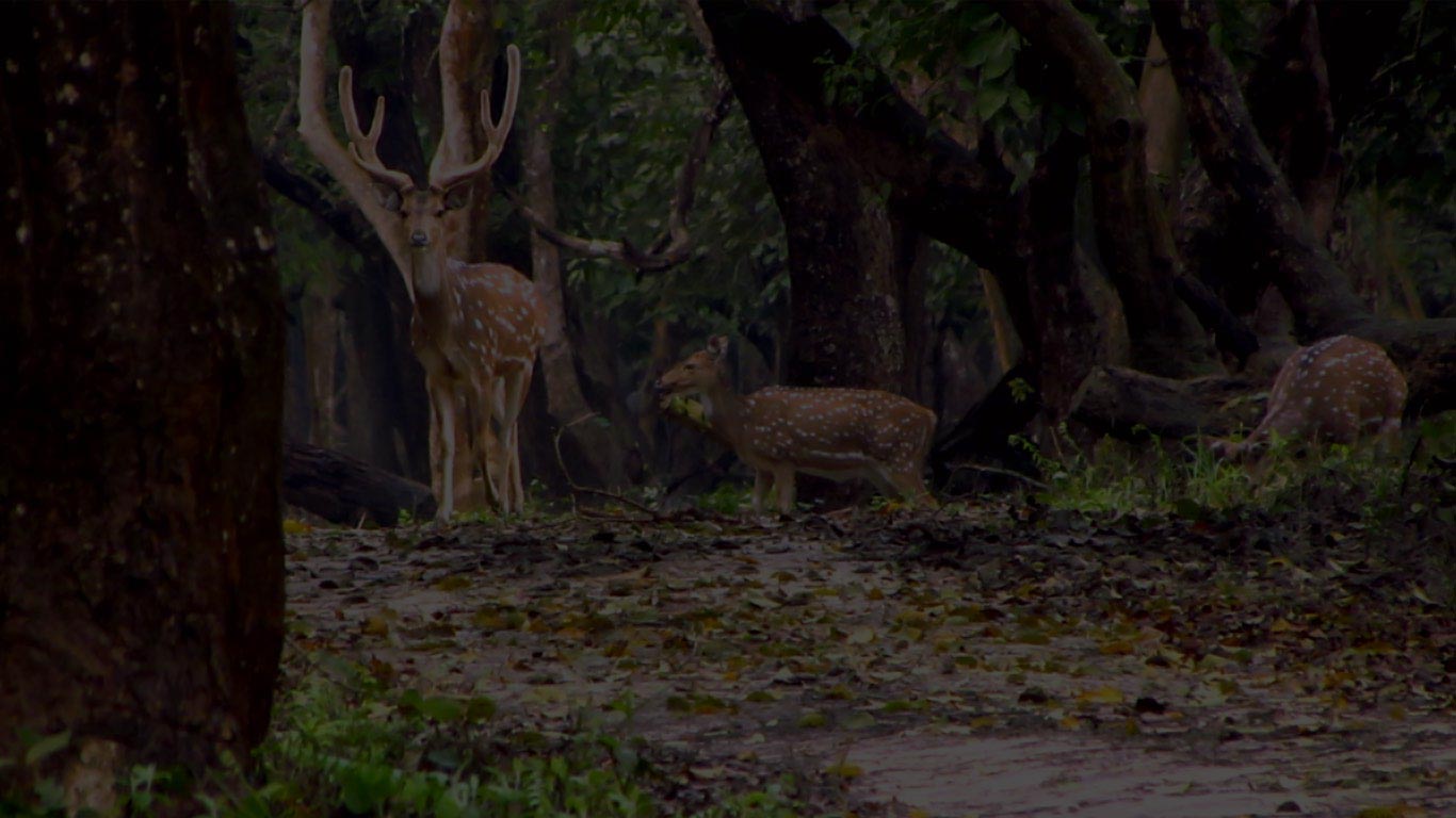 bhitarkanika-wildlife
