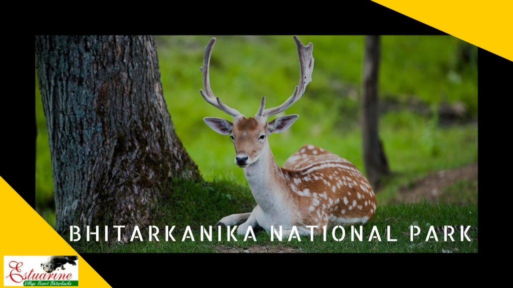 Plan a 4-Day Itinerary to Visit Bhitarkanika